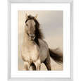 Austin Horses #09