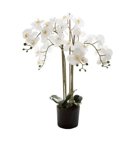 Orchid in Paper Pot White