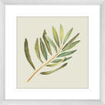 Olive Grove 02