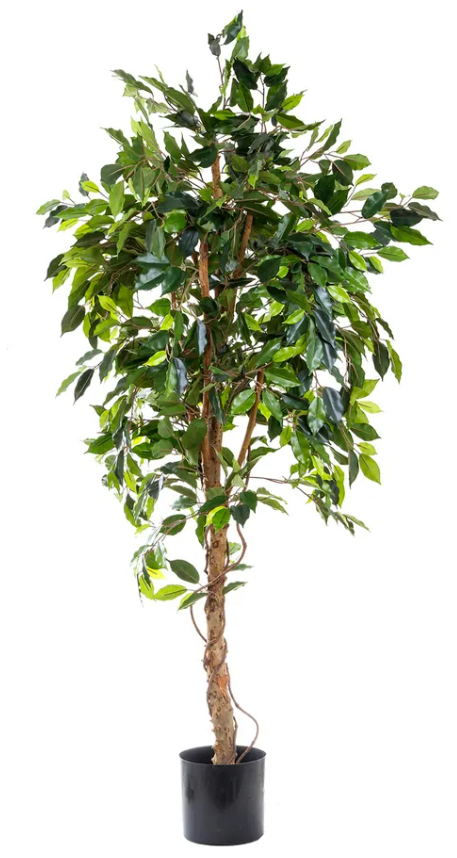 Ficus Vine Tree 1.8 Meter