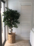 Ficus Vine Tree 1.8 Meter