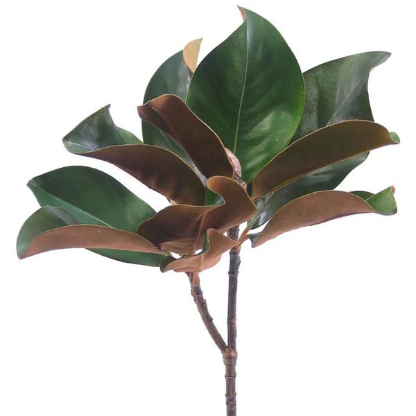 Magnolia Leaf Spray 60cm Green