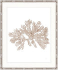 Soft Caribbean Coral VI