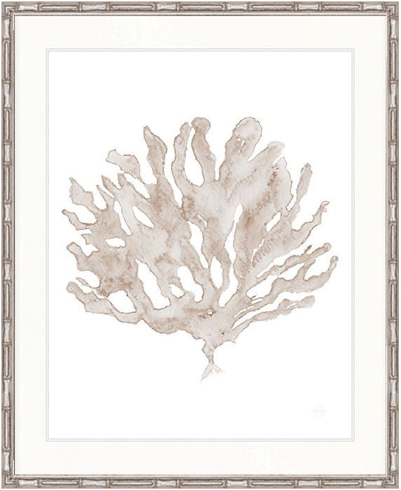 Soft Caribbean Coral V
