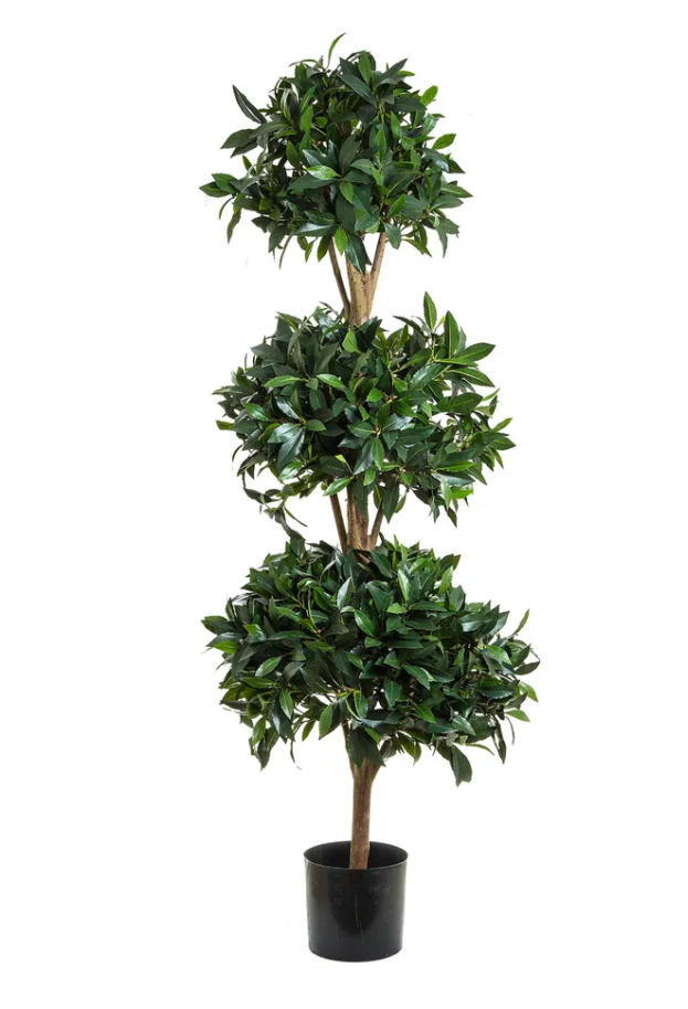 Sweet Bay Triple Ball Tree 1.7 Meter