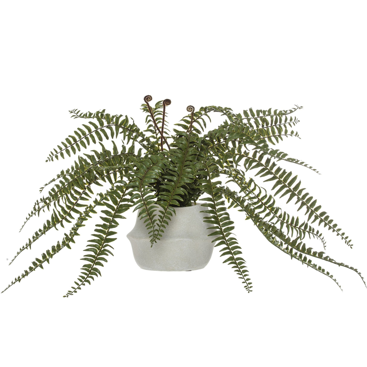 Boston Fern in Maliah Pot