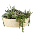 Succulent Garden in Textured Cement Pot