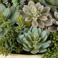 Succulent Garden in Textured Cement Pot