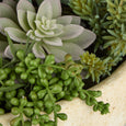 Succulent Garden in Textured Cement Pot