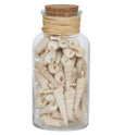 Glass jar filled with natural auger seashells, featuring a cork lid and raffia tie — a decorative coastal accent perfect for Hamptons-style interiors.