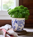 Blue floral stoneware herb pot styled with fresh parsley on a kitchen bench near a window