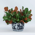 Large navy-blue ceramic planter featuring white cherry blossoms, filled with magnolia stems