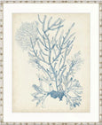 Seaweed Collage II Pale Blue Designer Boys coastal artwork featuring detailed pale blue seaweed design on neutral background