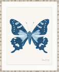 Designer Boys Fanciful Butterfly V framed print 