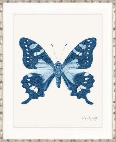 Designer Boys Fanciful Butterfly V framed print 