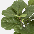 Faux fiddle leaf fig tree styled indoors with lush layered foliage close up of leaves