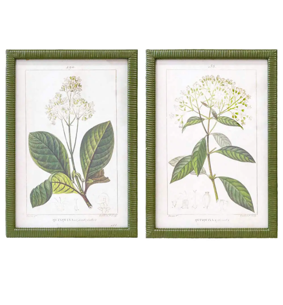 Vintage botanical framed prints set of two with green rattan-trimmed frames, 30x40cm.