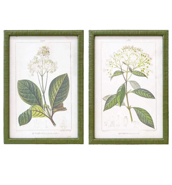 Vintage botanical framed prints set of two with green rattan-trimmed frames, 30x40cm.