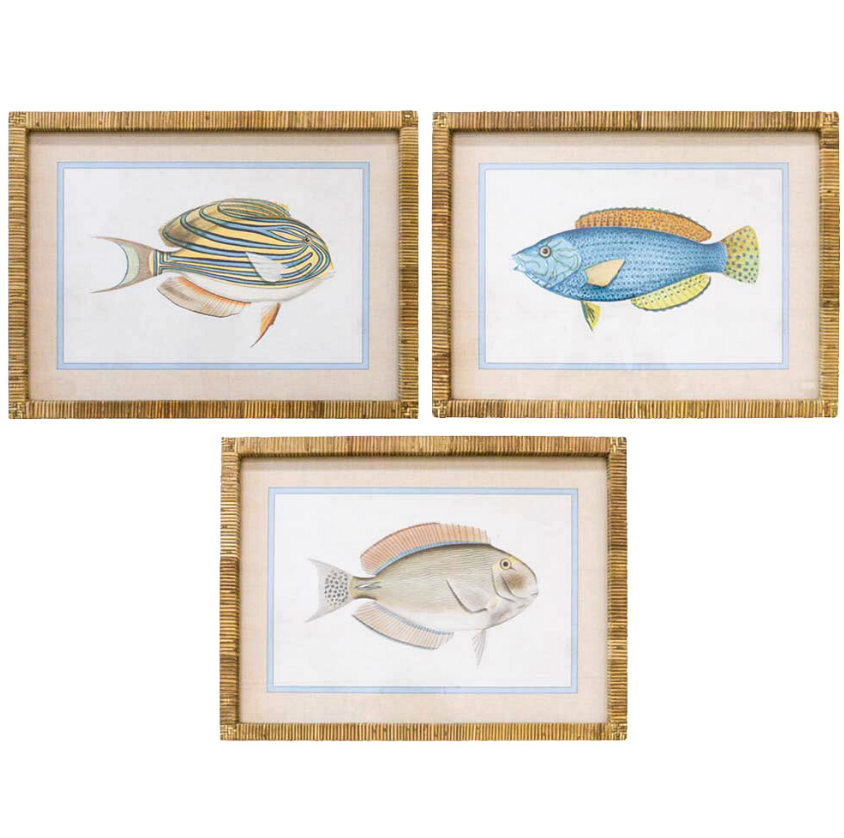 Set of 3 framed fish species prints with rattan and fir wood frames, detailed coastal illustrations, 45x60cm.