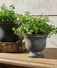 Georgio Cement Planter Small Grey with greenery in