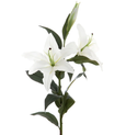 Casablanca Lily 90cm White