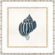 Martyn Shell II