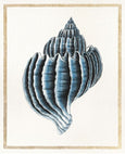 Martyn Shell II