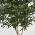 Close up of artificial olive tree branches with green leaves and olives