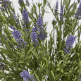 Artificial potted lavender bush 68cm with purple flowers and green foliage