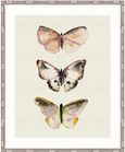 Butterfly Trio V