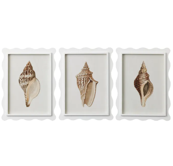 Cayman Framed Glass Shell Print