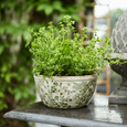 Botanical Pot Large - Hamptons Style