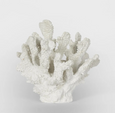 Bay White Coral