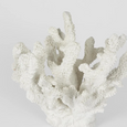 Bay White Coral