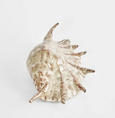 Spider Conch Shell