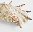 Spider Conch Shell