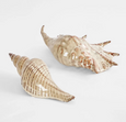 Spider Conch Shell