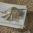 Spider Conch Shell