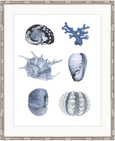 Seashell Collage VIII