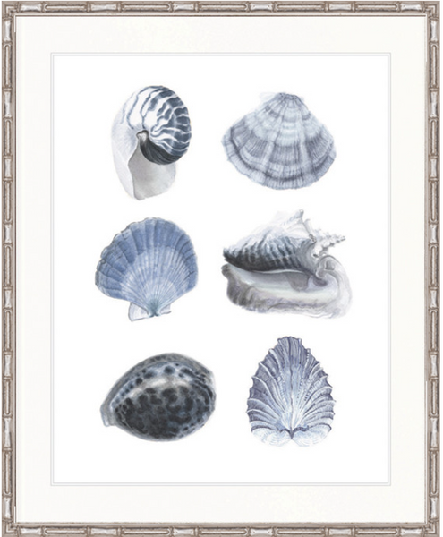 Seashell Collage V