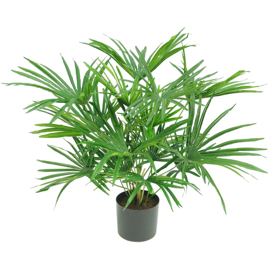 Baby Fan Palm Potted Bush 45cm