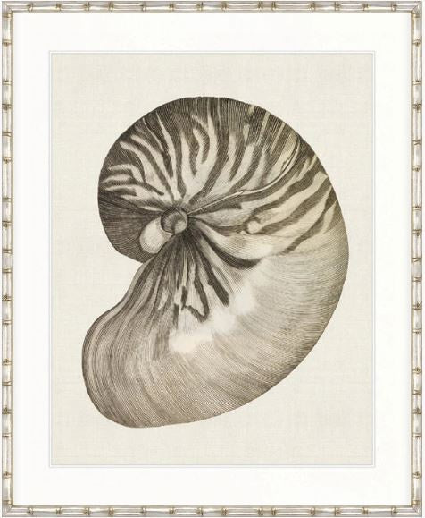 Black & White Shell III