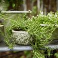 Botanical Pot Small styled outdoors with trailing rosemary, showcasing its green botanical design and garden-inspired charm.