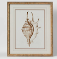 Conch Wall Art B