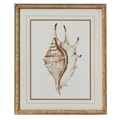 Conch Wall Art B