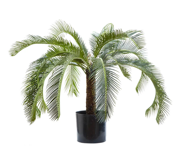 Cycad Palm 80cm