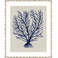 Designer Boys Coral SPLENDOUR Indigo XII framed artwork featuring a branching indigo blue coral study on a soft neutral background.