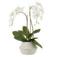 Phalaenopsis Plant in Maliah Pot White 67cm