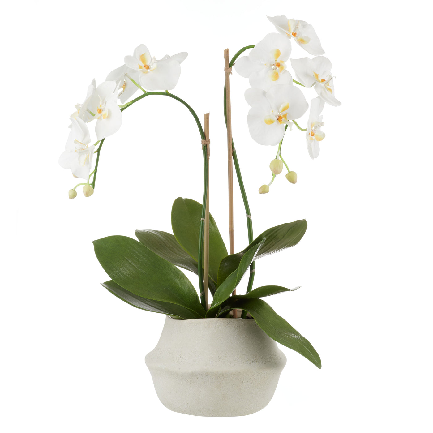 Phalaenopsis Plant in Maliah Pot White 67cm