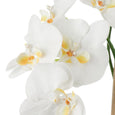 Phalaenopsis Plant in Maliah Pot White 67cm